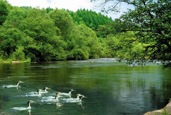 企業(yè)購買碳匯指標(biāo) 可以實(shí)現(xiàn)碳中和