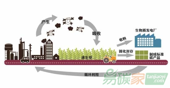 長沙縣建捕碳產(chǎn)業(yè)鏈：速生草捕碳制成碳產(chǎn)品