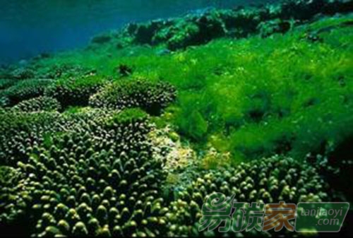 某些藻類的增加可影響碳循環(huán)