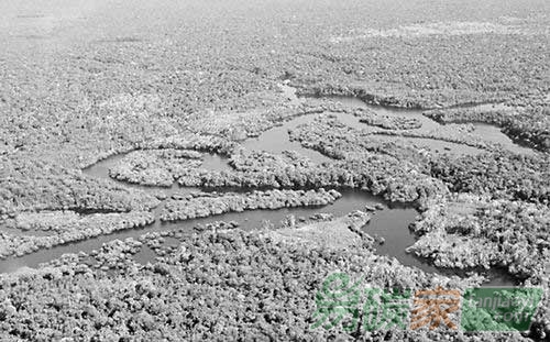 報告稱原住民對熱帶森林儲碳至關(guān)重要