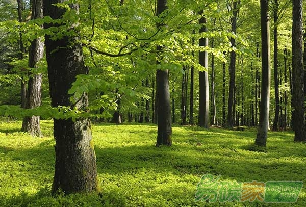 營造碳匯林--林農(nóng)賣碳記