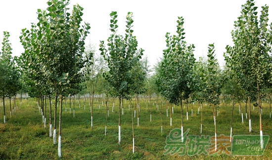 天津市堅(jiān)持綠色發(fā)展十三五將造林155萬畝