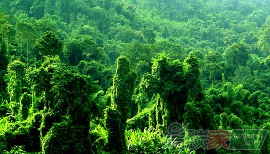 第三屆中國(guó)綠色碳匯節(jié)沈陽(yáng)系列活動(dòng)啟動(dòng)