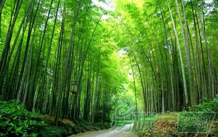 用竹林經(jīng)營碳匯項目方法學(xué)開發(fā)CCER減排量需要哪些什么樣的條件-易碳家