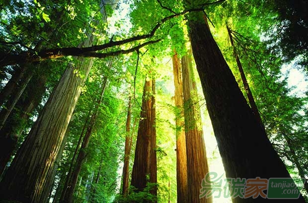 廣東省林科院專家為韶關林業(yè)碳匯項目把脈開方