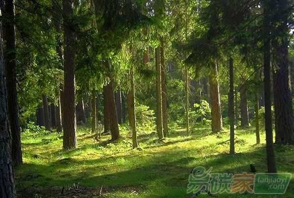 森林經(jīng)營碳匯項目方法學(xué)