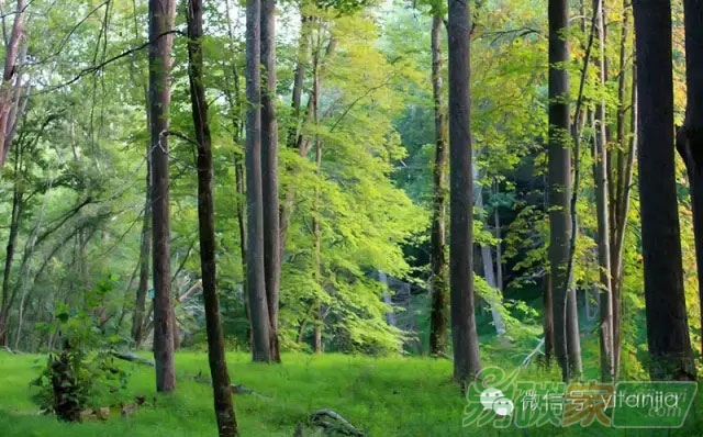 造林還有碳交易收益