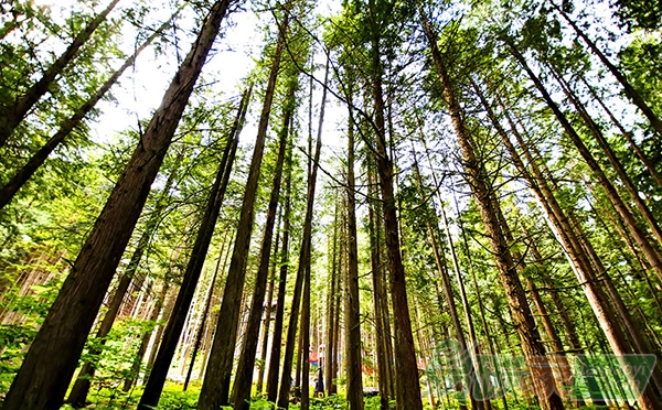 預測2020年全球碳匯交易額達30000億美元