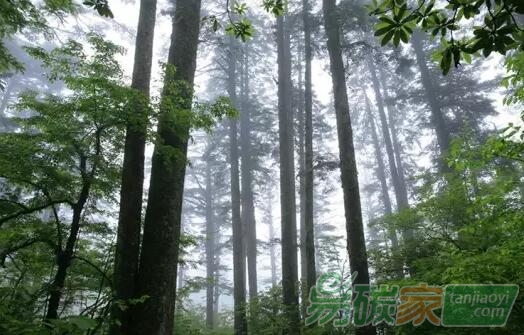 森林經(jīng)營(yíng)碳匯項(xiàng)目中的小障礙