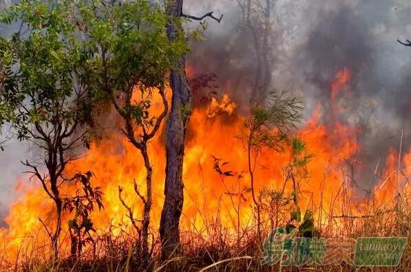 關(guān)于林業(yè)碳匯，這點(diǎn)你需要知道