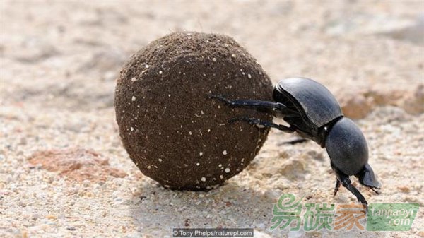 屎殼郎不為人知的故事：滾糞球幫助減少溫室氣體排放