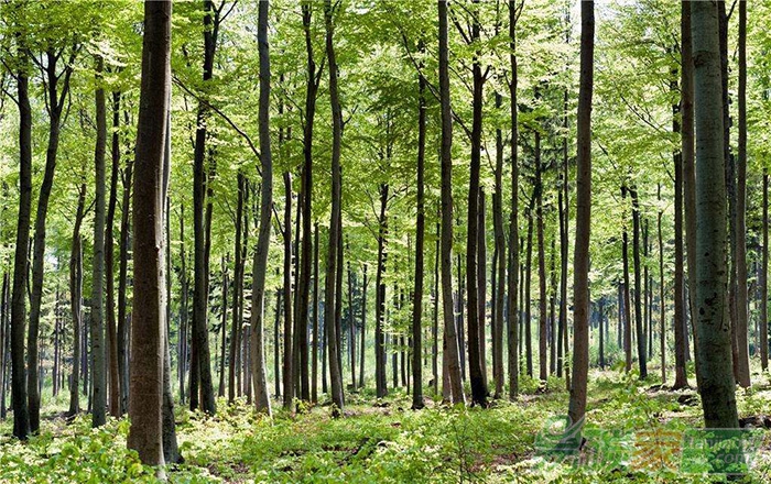 為什么只提到了林業(yè)碳匯交易