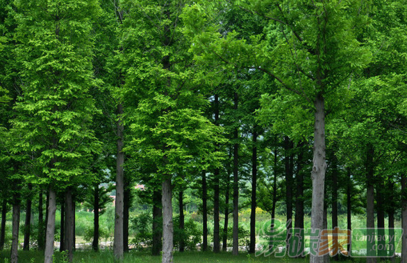 全國(guó)綠化委員會(huì)副主任、國(guó)家林業(yè)局局長(zhǎng)張建龍：發(fā)展林業(yè)是應(yīng)對(duì)氣候變化的戰(zhàn)略選擇