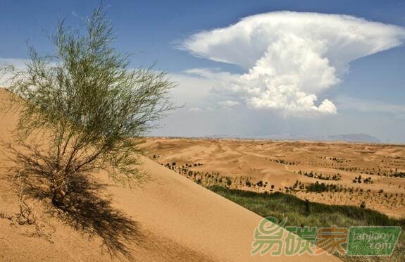 BP深化與億利集團伙伴關系，攜手推進林業(yè)碳匯項目