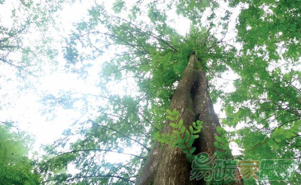 我國(guó)林業(yè)碳匯的發(fā)展趨勢(shì)與展望