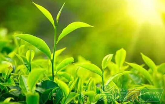 國家林業(yè)和草原局辦公室關(guān)于印發(fā)《2017年林業(yè)和草原應(yīng)對氣候變化政策與行動白皮書》的通知【辦生字〔2018〕186號】