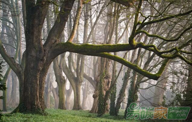 重建森林逆轉全球氣候變化的關鍵？