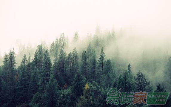 科學(xué)家計(jì)算出世界將有9億公頃的土地可植樹造林這將會吸收三分之二的人為碳排放同時也將是對抗氣候變化最有效的方法